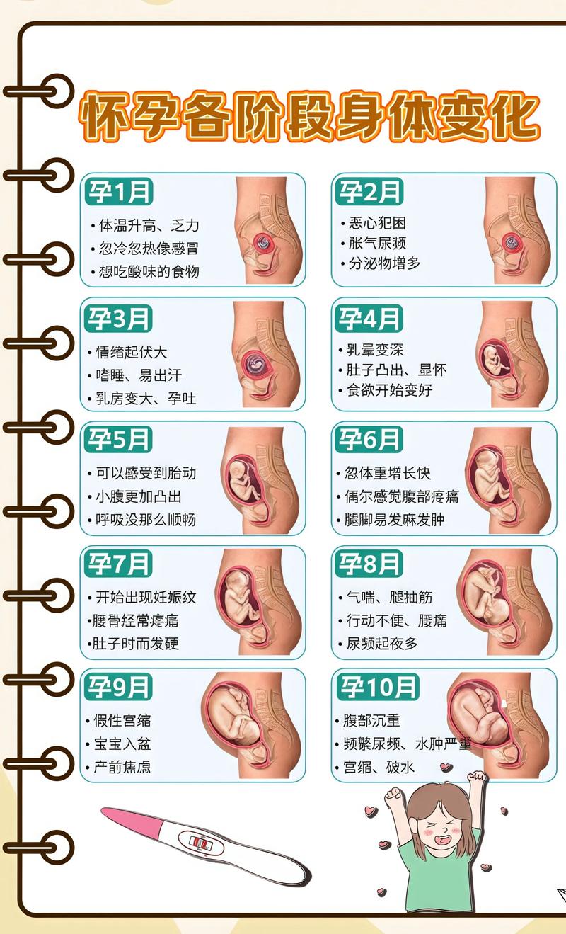 揭秘供卵代孕妈妈怀孕小腹分两节，孕期变化的奥秘江西代生机构: